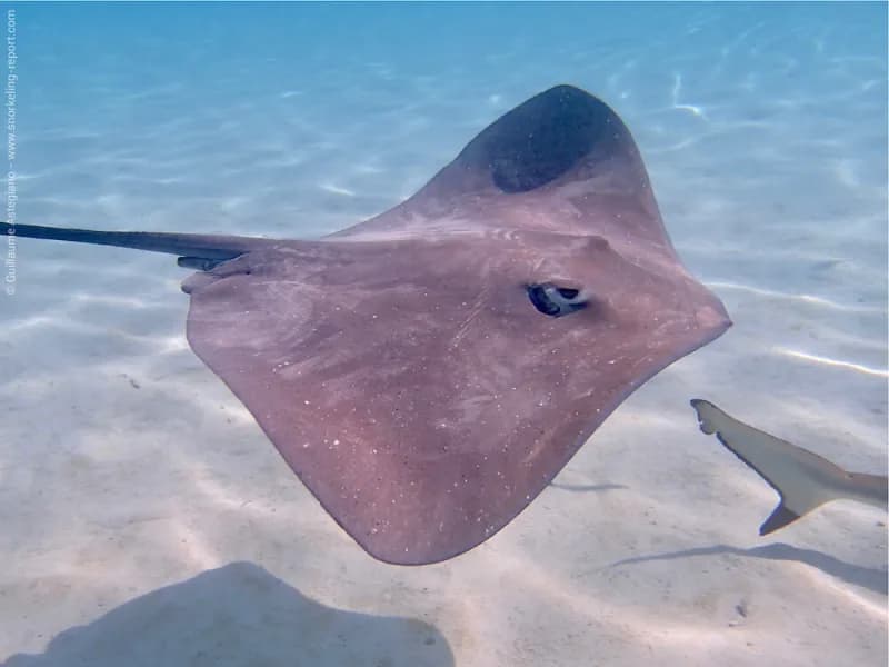Pink Whipray