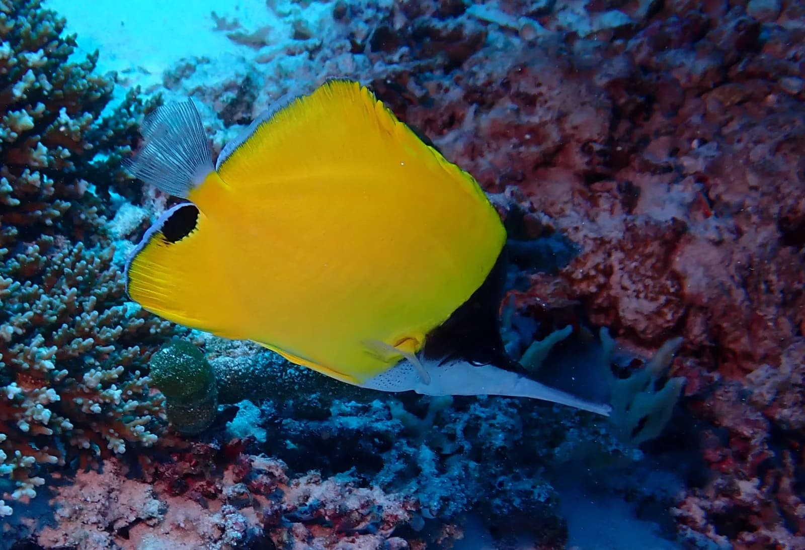 Yellow Longnose Butterflyfish