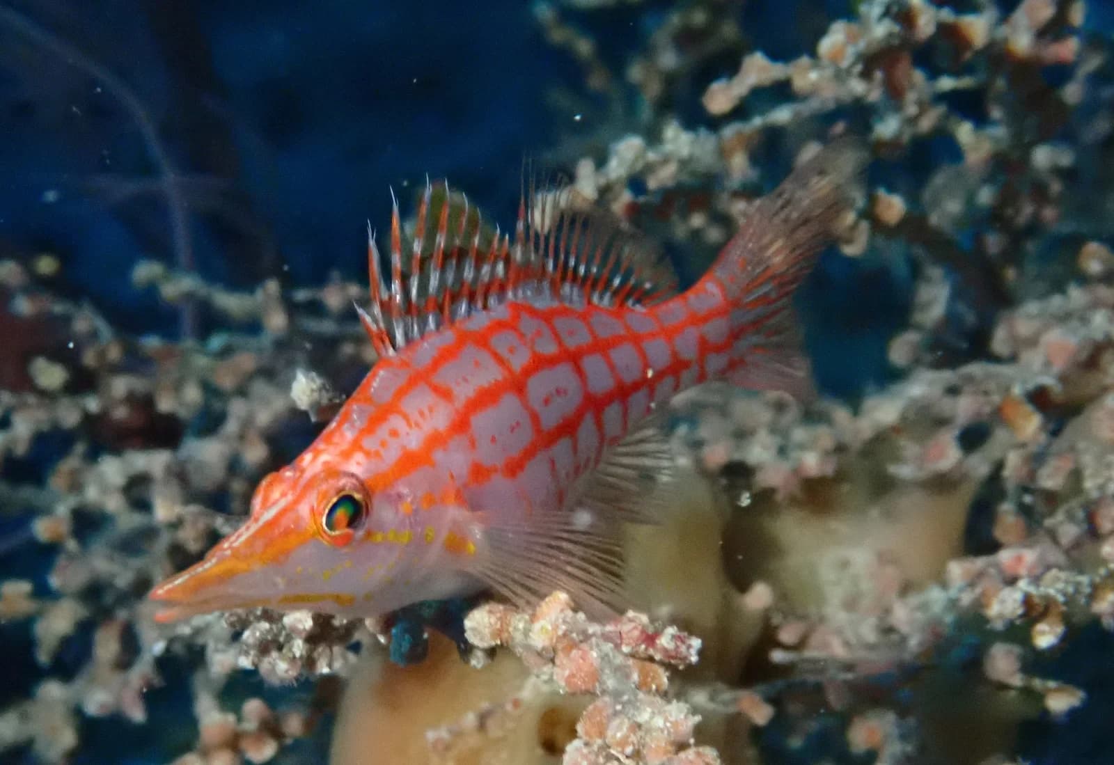 Longnose hawkfish