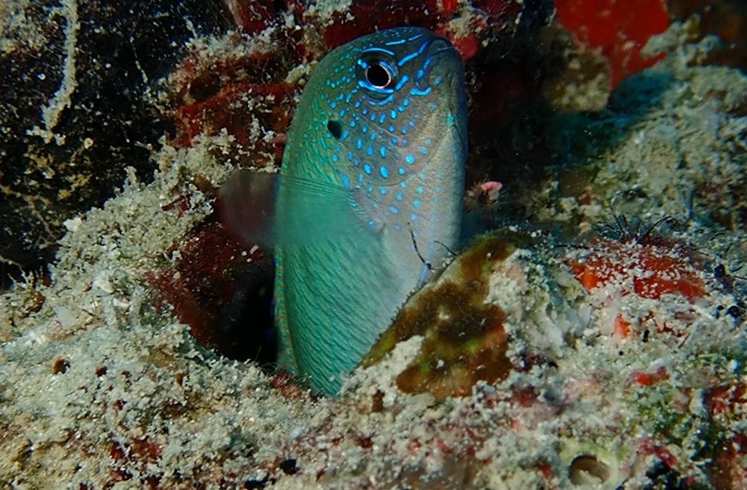 Peacock damselfish