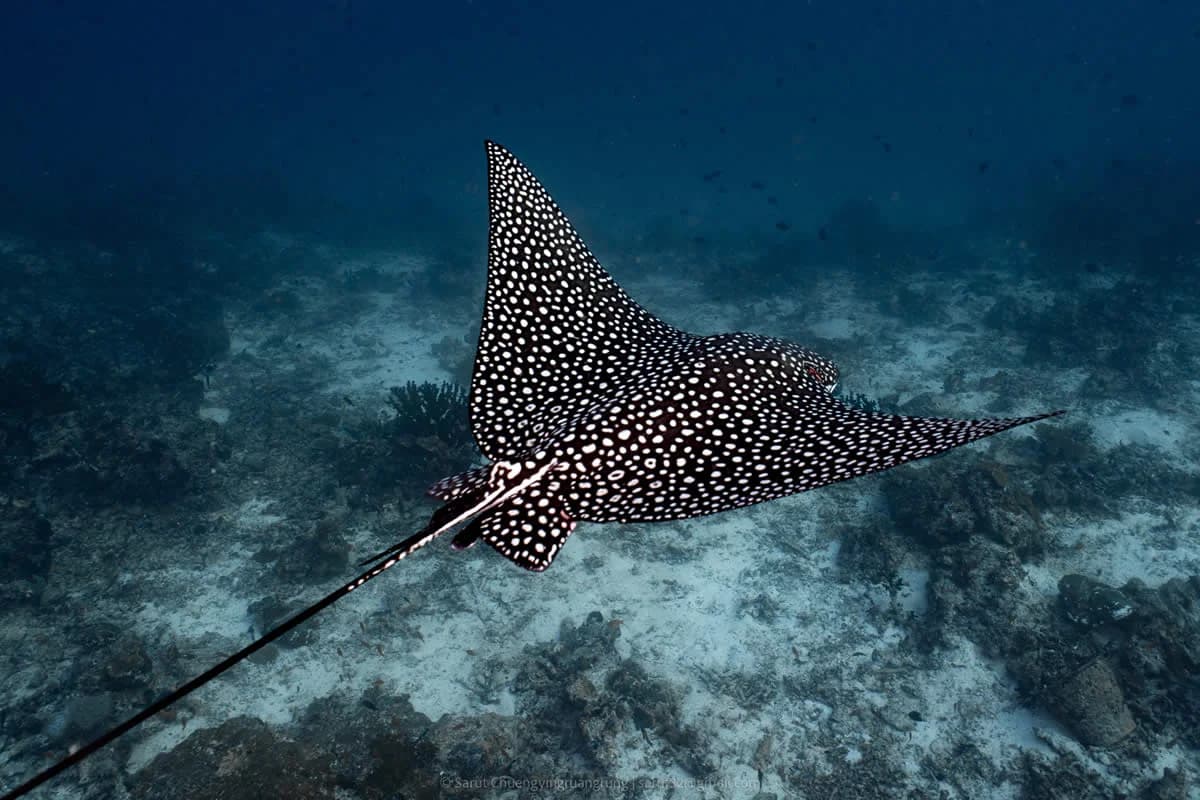 Spotted eagle ray