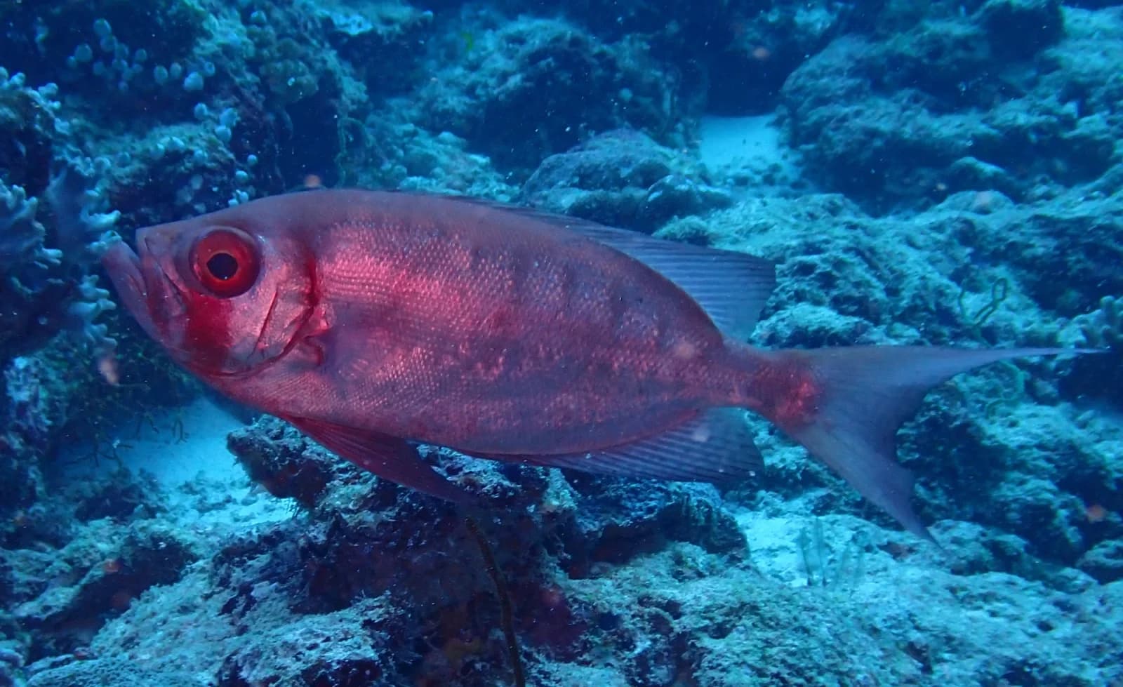 Crescent-tail bigeye