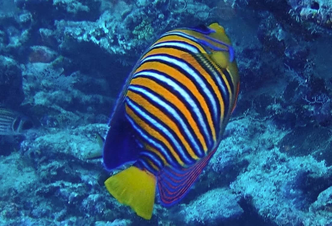 Regal angelfish