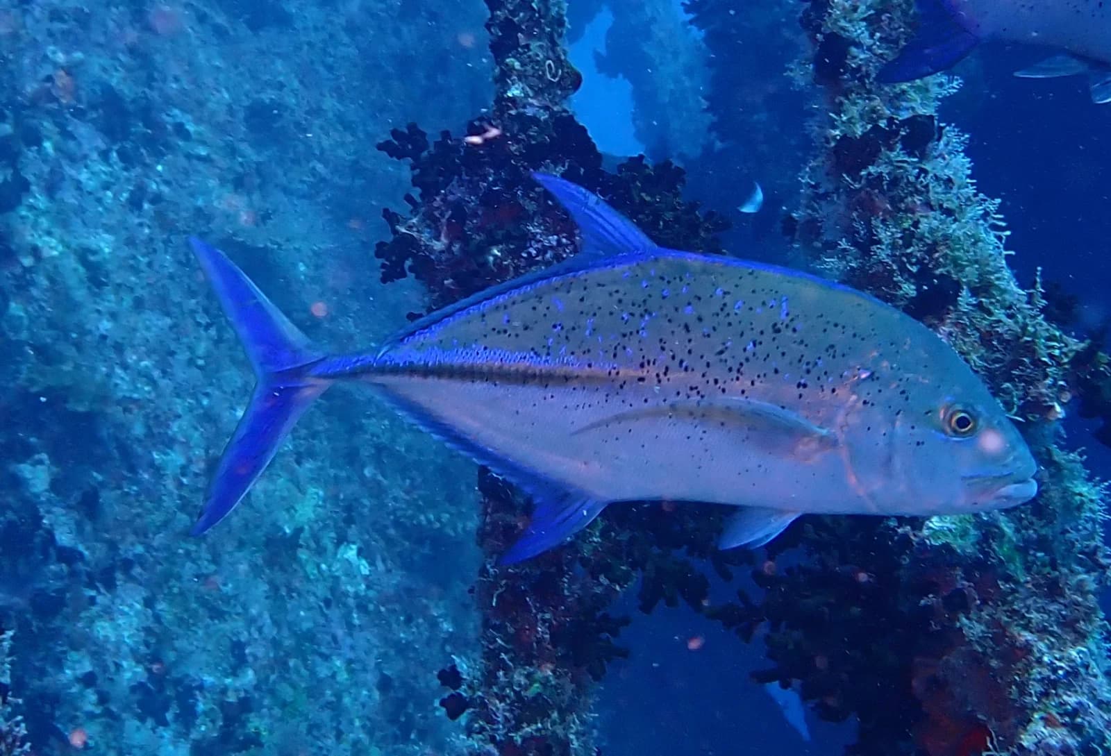 Bluefin trevally