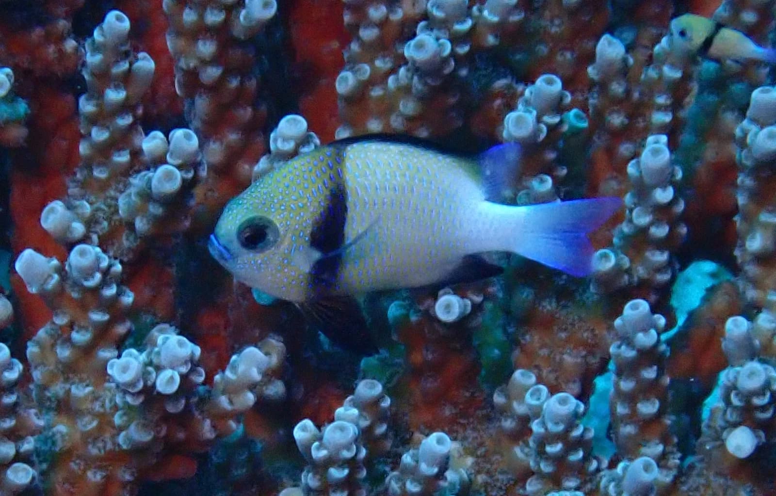 Cloudy dascyllus
