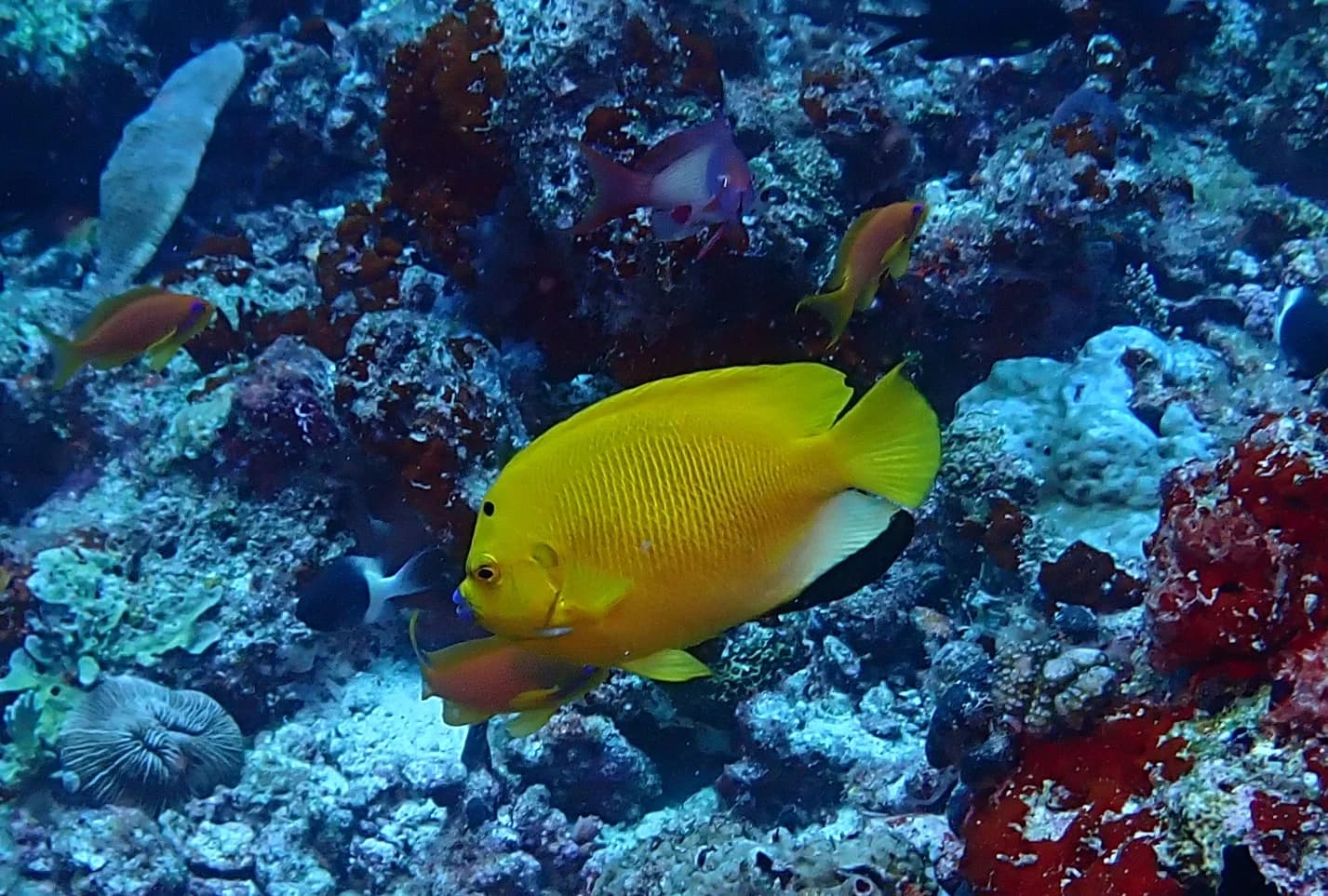 Threespot angelfish
