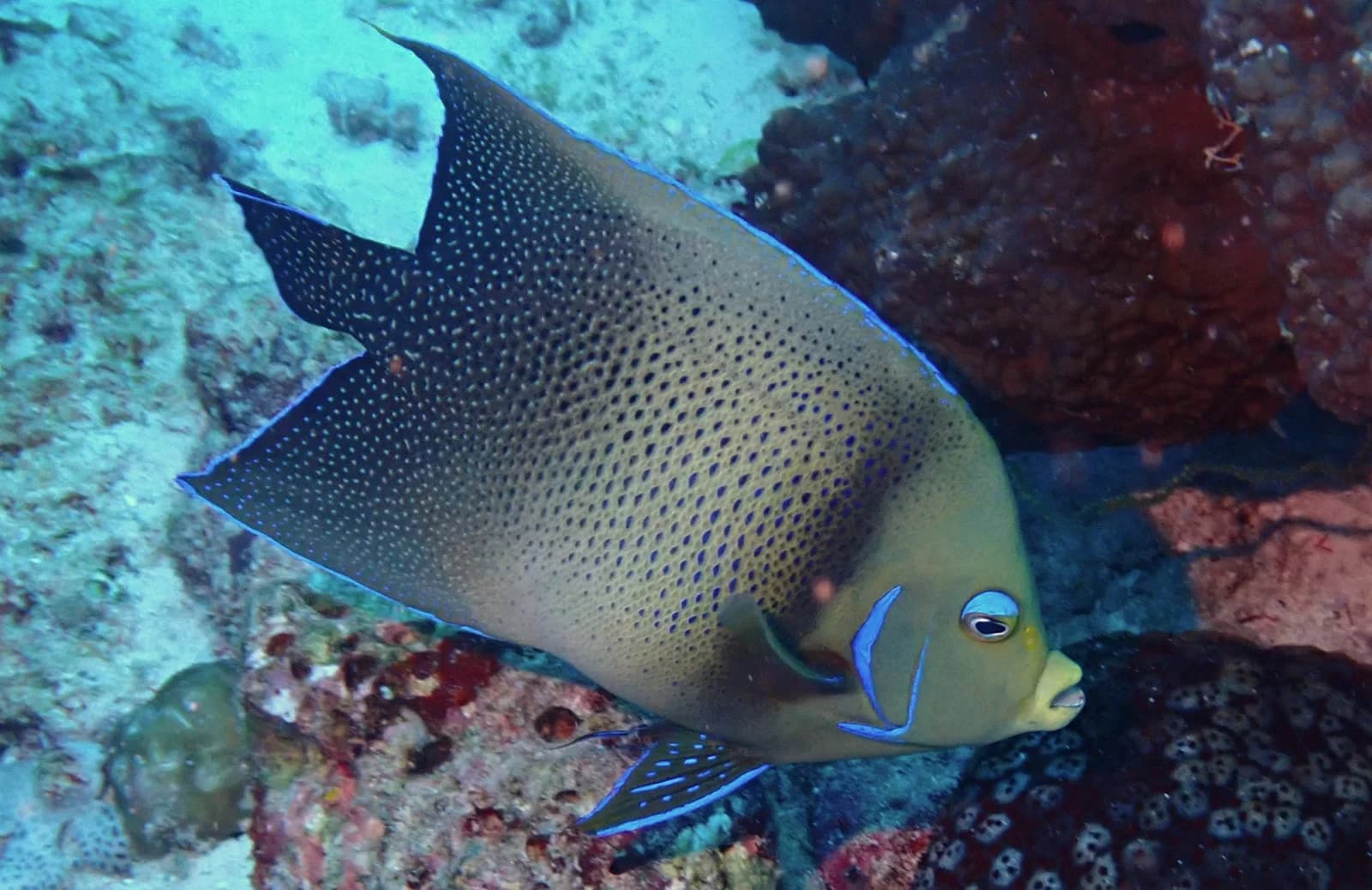 Semicircular angelfish