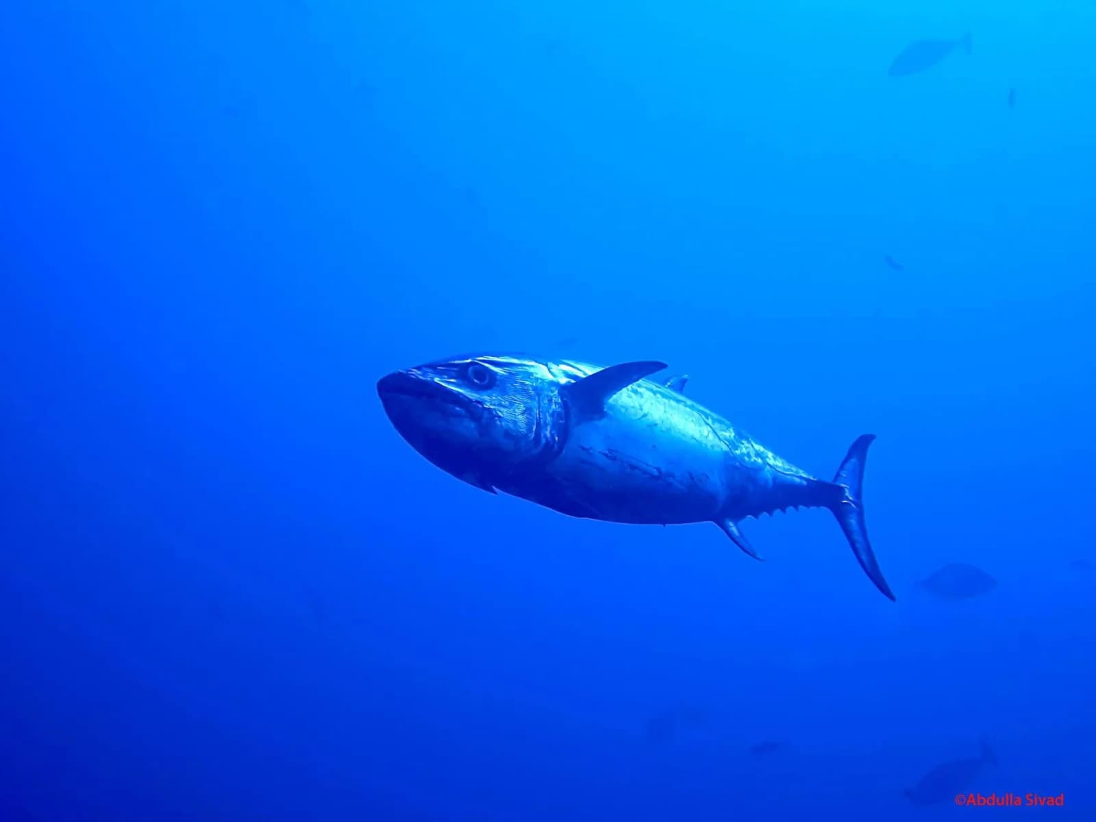 Dogtooth tuna