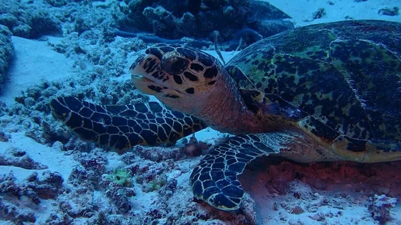 hawksbill turtle